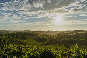 image of Napa Carneros region