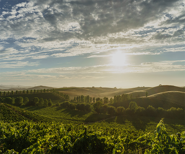 image of Napa Carneros region