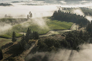 image of Sonoma Coast vines