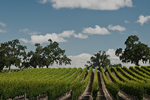 image of vines of Watmaugh Ranch