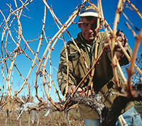 Farmhand tending to vines